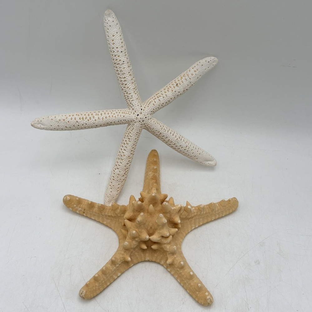 Lot of 2 Natural Starfish Finger Knobby Sea Stars Coastal Beach Nautical Decor